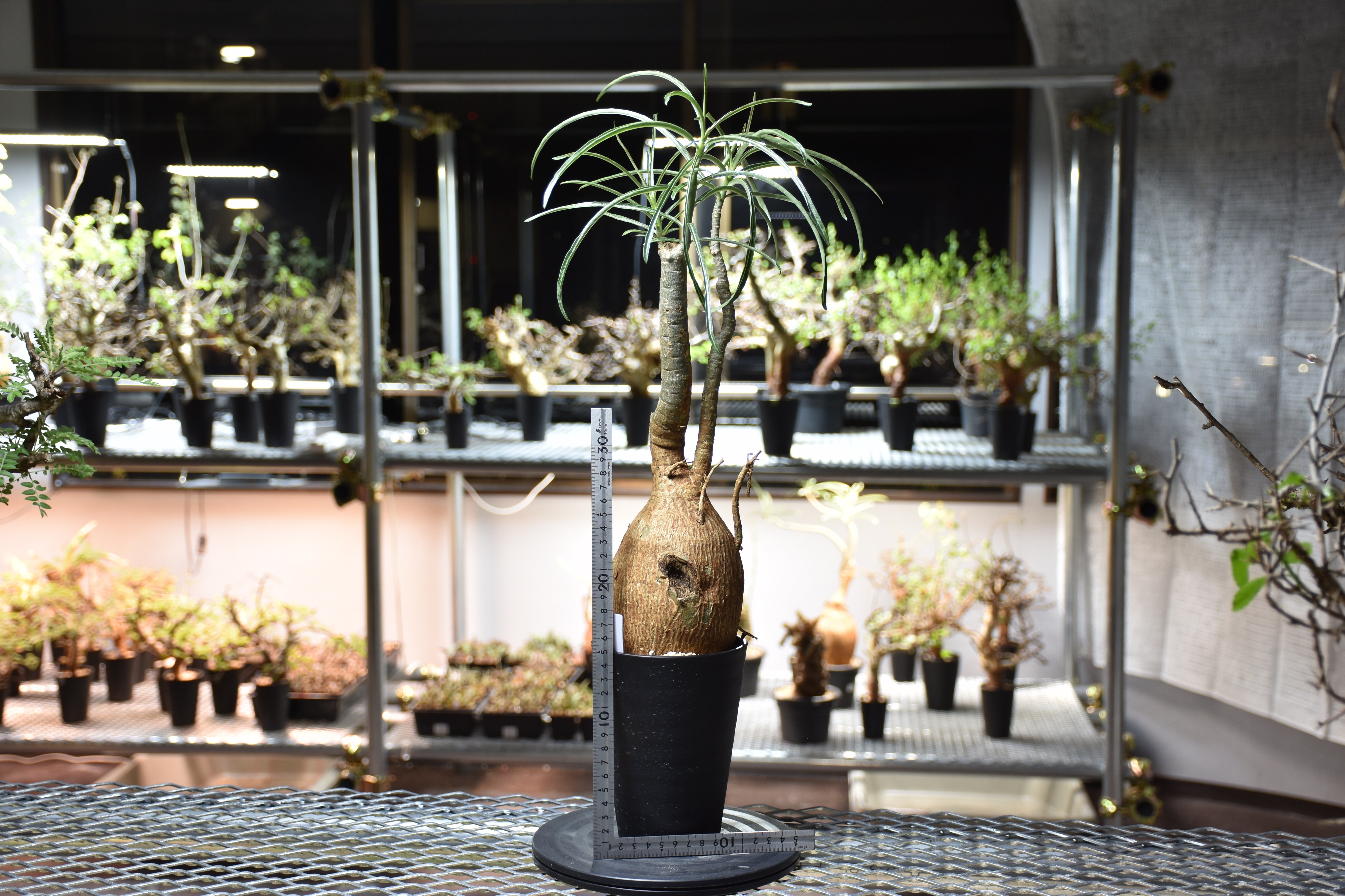 Adenium Somalense アデニウム ソマレンセ 発根済現地株 #5 | BONDEX