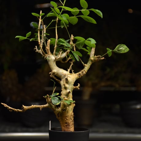 Commiphora holtziana コミフォラ ホルトジアナ 発根済現地株 H11