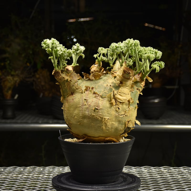 Cyphostemma uter var. macropus キフォステンマ ウター マクロプ