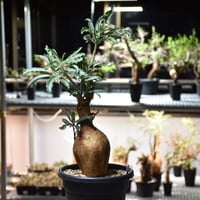Euphorbia mlanjeana ユーフォルビア ムランジーナ 発根済現地株 Euphorbia mlanjeana ユーフォルビア ムランジーナ 発根済現地株