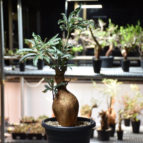 CATEGORY Adenium | BONDEX