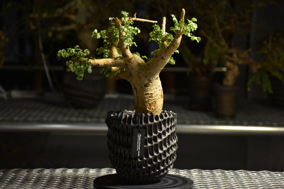 発根済　コミフォラ　サクシコラ fit=scale-down,w=1200