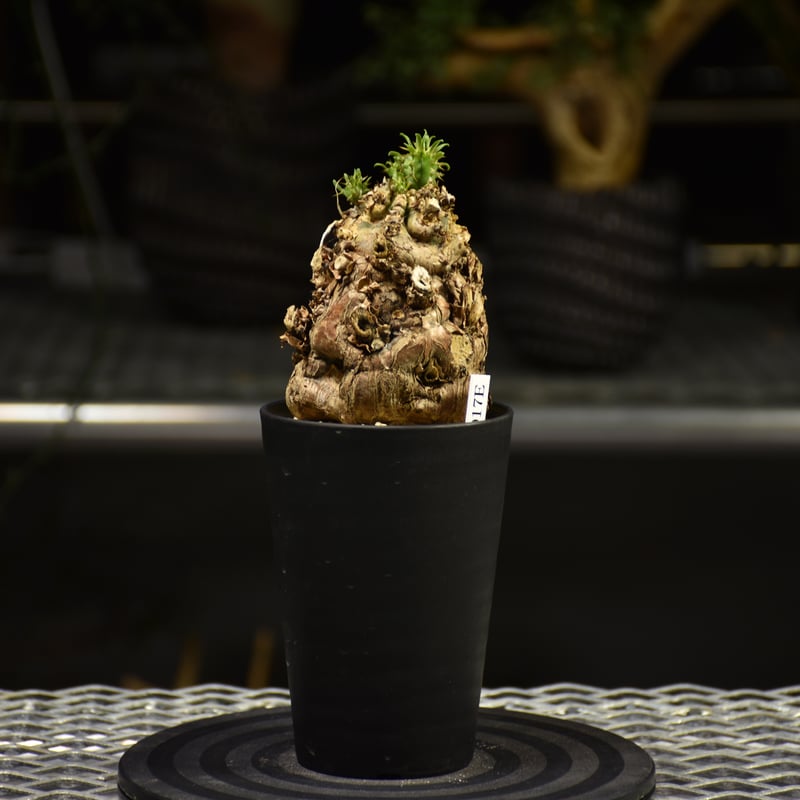 Euphorbia mlanjeana ユーフォルビア ムランジーナ 発根済現地株 E63 |