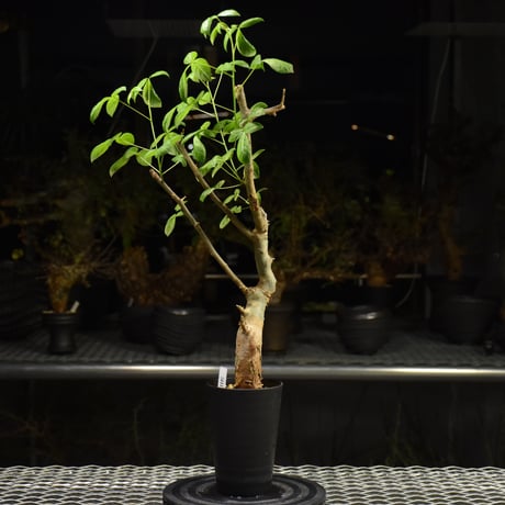 Commiphora holtziana コミフォラ ホルトジアナ 発根済現地株 H26