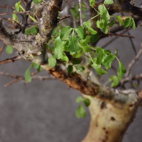 Commiphora kataf var.turkanensis コミフォラ カタフ ターカネンシス 発根済現地株 #4