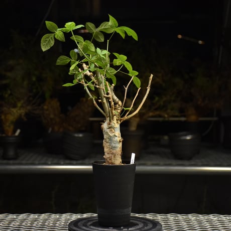 Commiphora holtziana コミフォラ ホルトジアナ 発根済現地株 H30