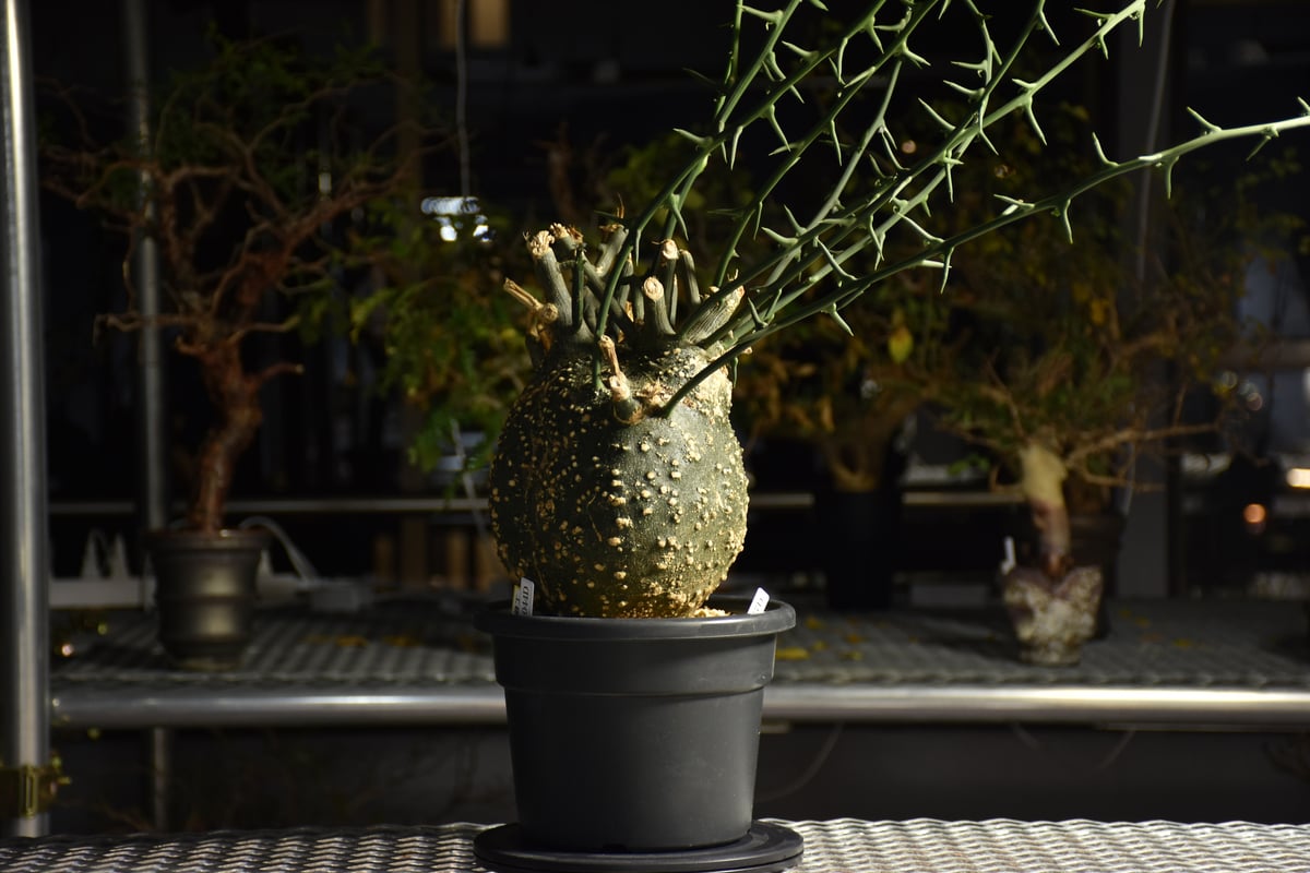 アデニア グロボーサ ベアルート 発根済み Adenia grobosa アデニア