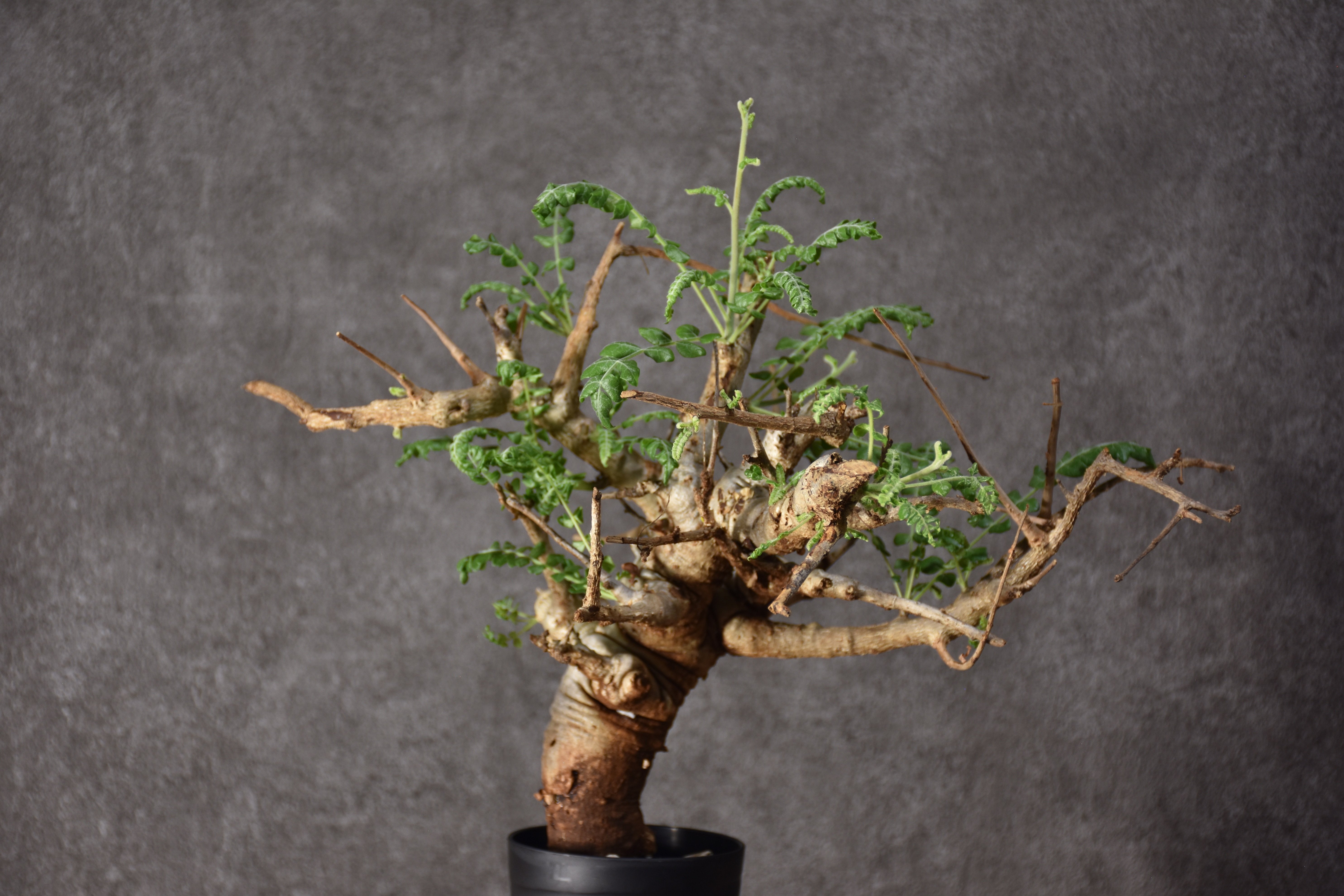 Boswellia neglecta ボスウェリア ネグレクタ 発根済現地株 #9 | BONDEX