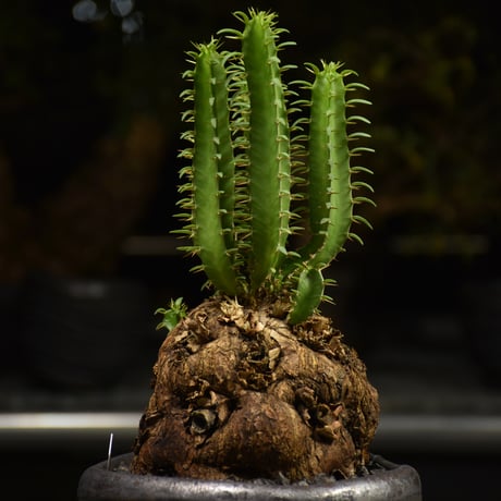 Euphorbia mlanjeana　ユーフォルビア ムランジーナ 発根済現地株 H7