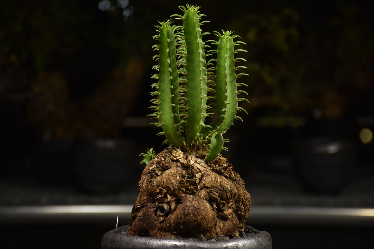 Euphorbia mlanjeana ユーフォルビア ムランジーナ 発根済現地株 H7 |
