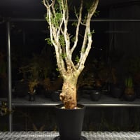 Commiphora humbertii コミフォラ フンベルティ 発根済現地株 I10 送料
