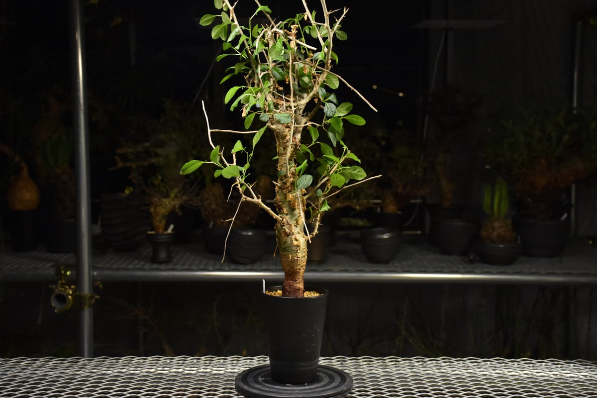 Commiphora habessinica コミフォラ ハベシニカ 発根済現地株 H7 |