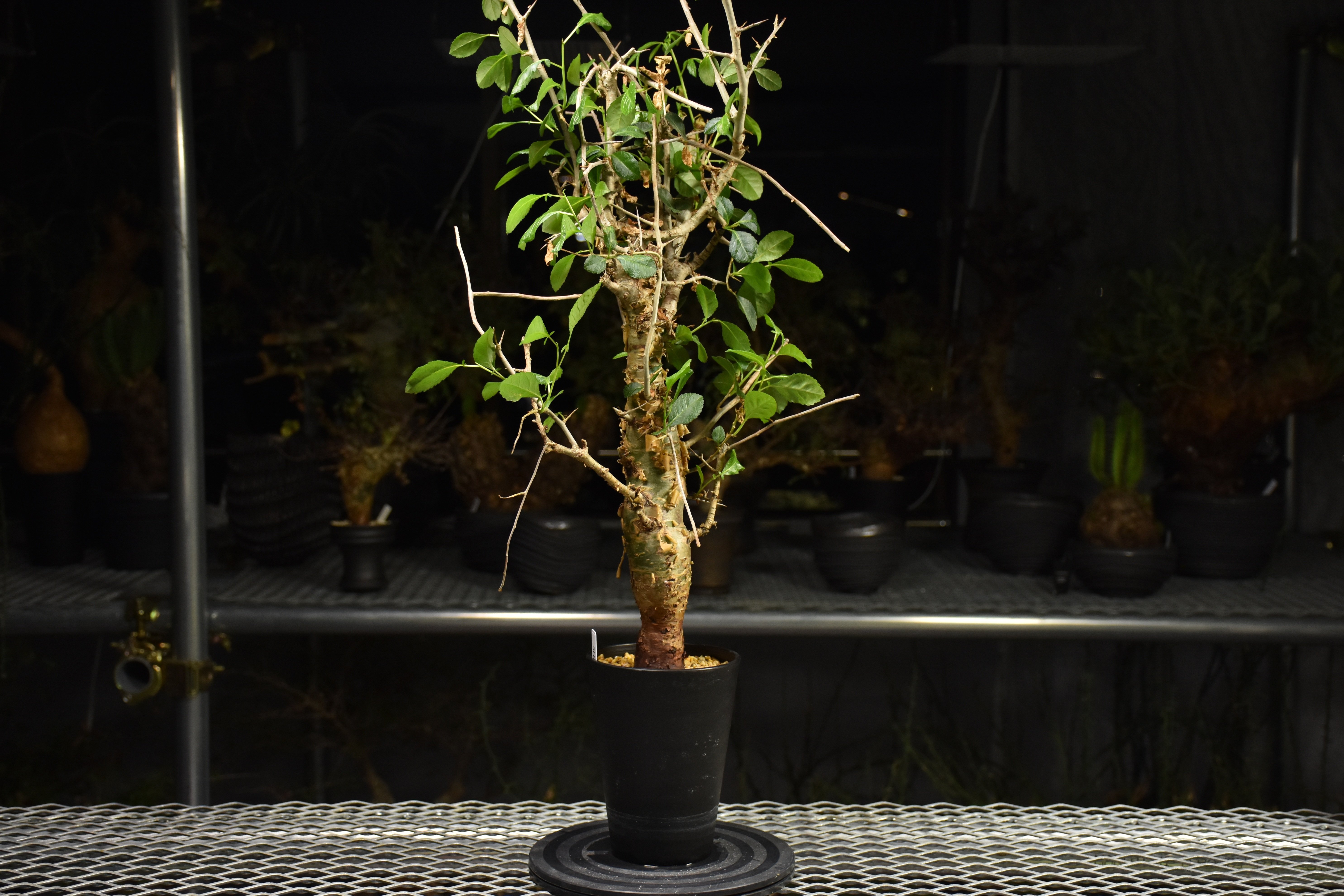 Commiphora habessinica コミフォラ ハベシニカ 発根済現地株 H7 |
