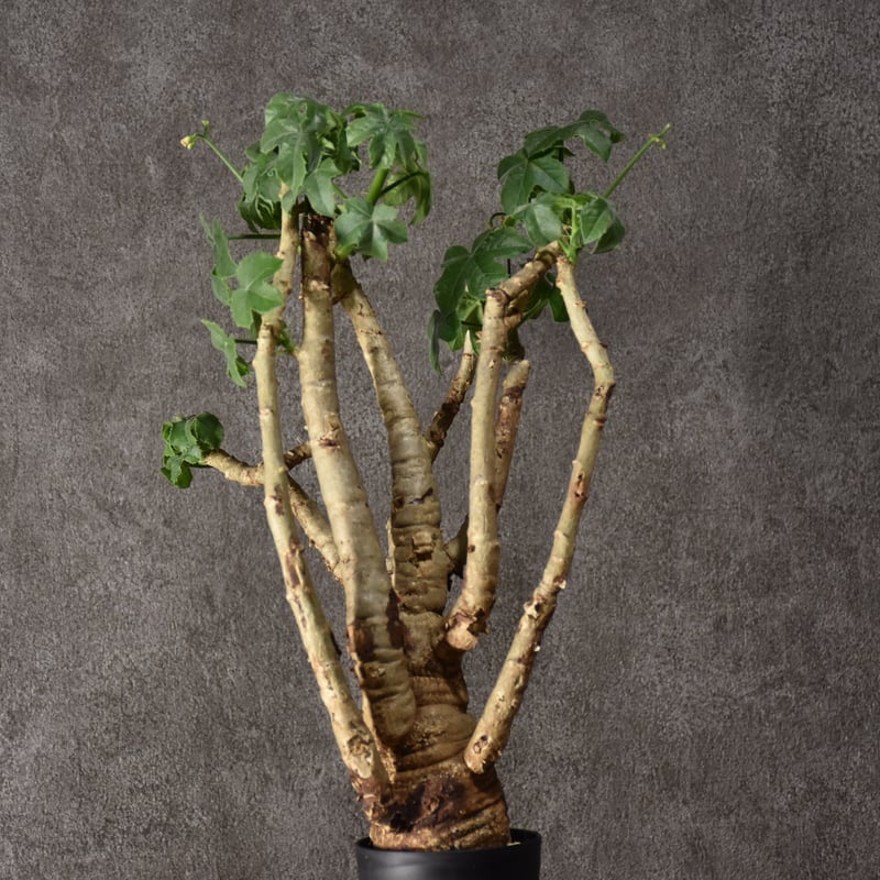 Jatropha spicata ヤトロファ スピカータ 発根済現地株 #3 | BONDEX