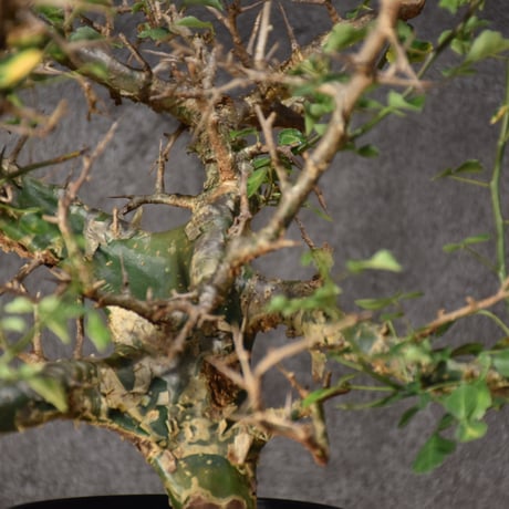 Commiphora campestris var. campestris コミフォラ カンペストリス 発根済現地株 #3