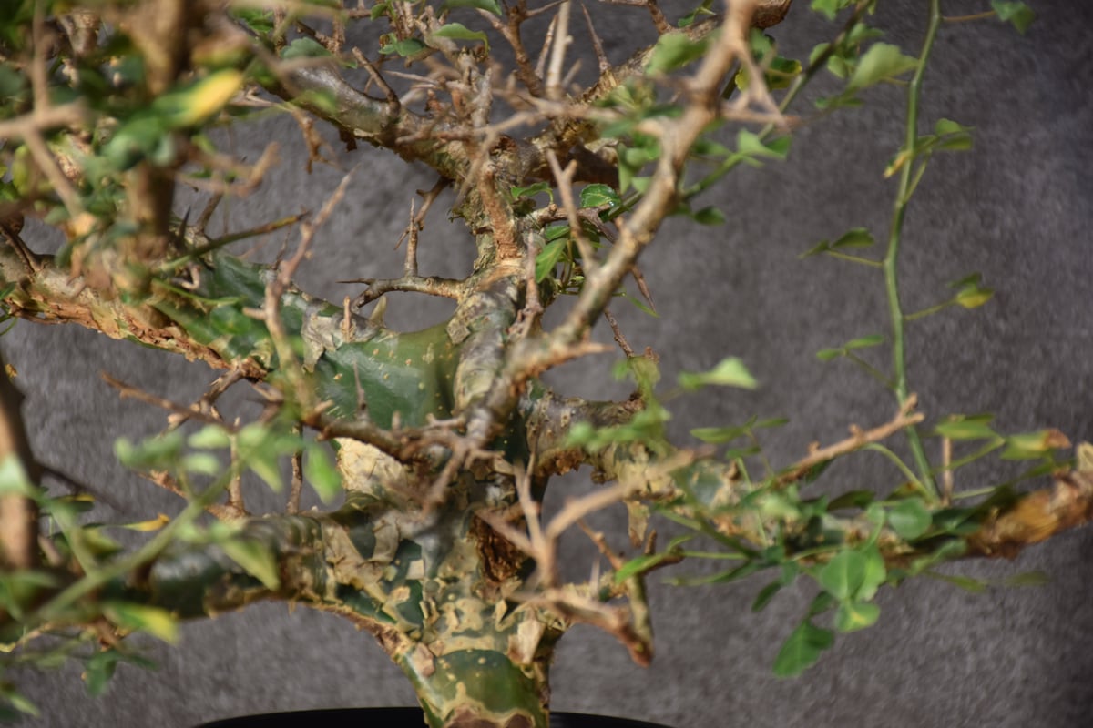Commiphora campestris var. campestris コミフォラ カンペ