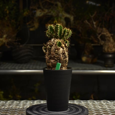 Euphorbia mlanjeana　ユーフォルビア ムランジーナ 発根済現地株 I40