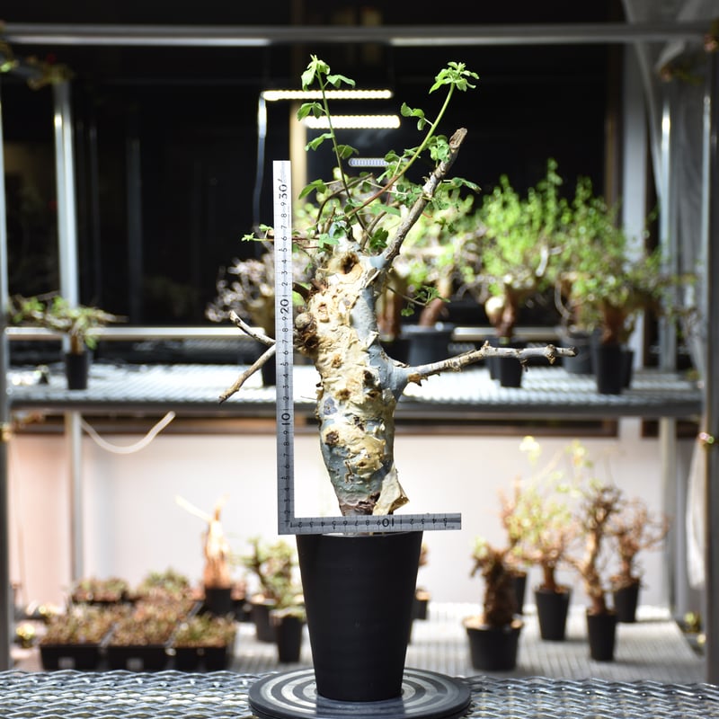 Commiphora holtziana コミフォラ ホルトジアナ 発根済現地株 #9 Commiphora holtziana コミフォラ ホルトジアナ 発根済現地株 #9
