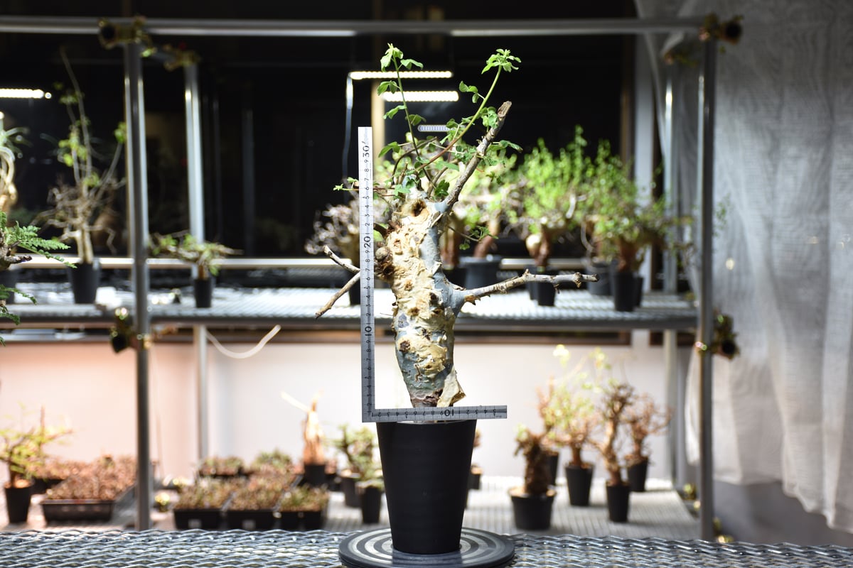 Commiphora holtziana コミフォラ ホルトジアナ 発根済現地株 #9