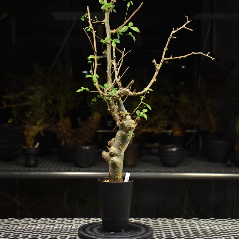 Commiphora holtziana コミフォラ ホルトジアナ 発根済現地株 H21 |