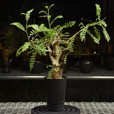 Boswellia neglecta　ボスウェリア ネグレクタ　発根済現地株　H12