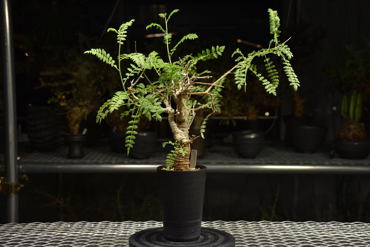 Boswellia neglecta ボスウェリア ネグレクタ 発根済現地株 H12 | BO