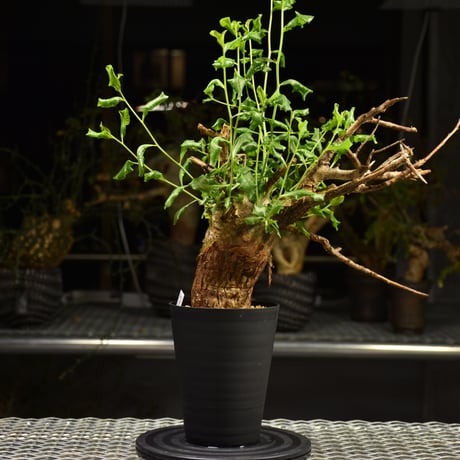 Commiphora glaucescens　コミフォラ グラウケスケンス　発根済現地株　F30
