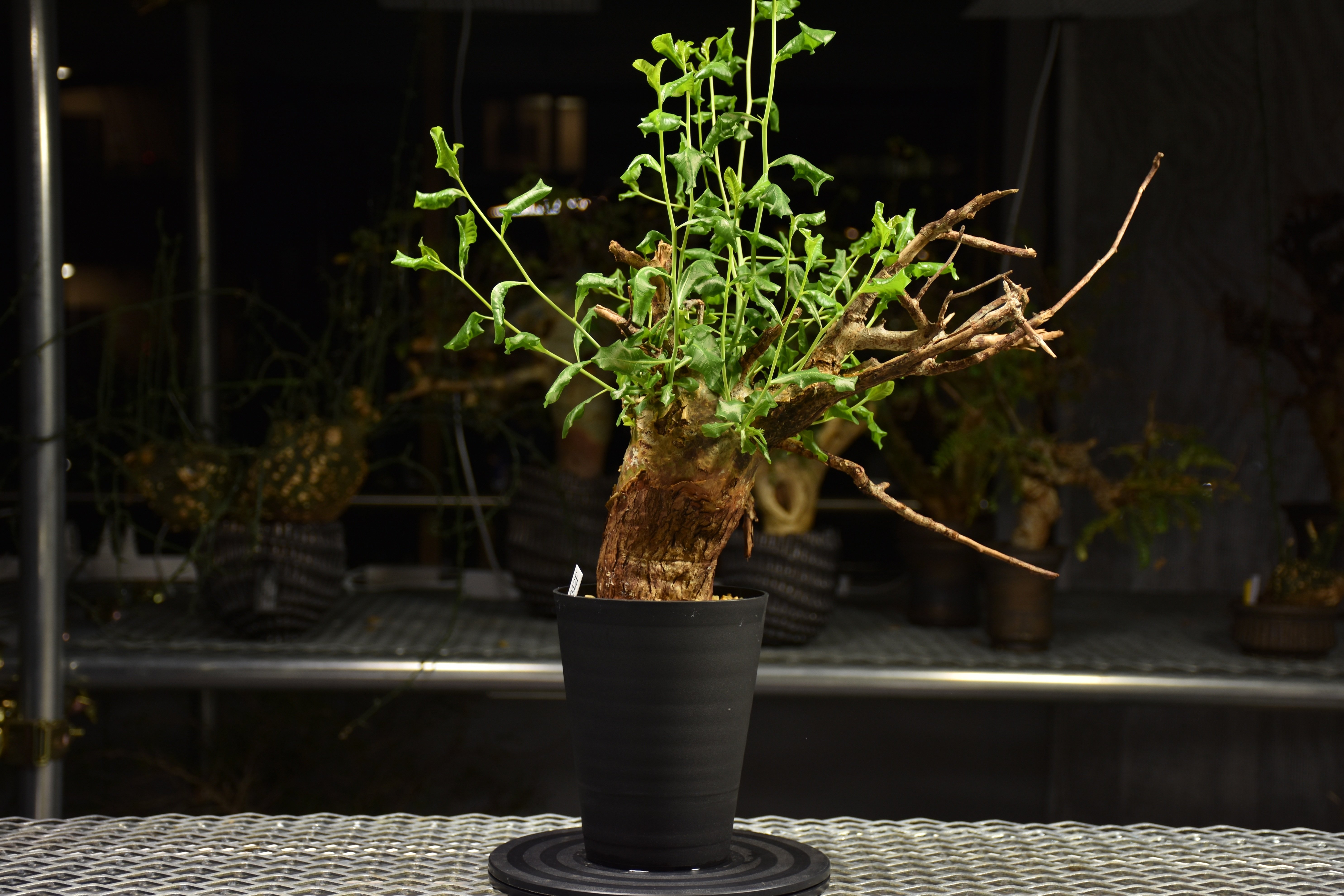 TOGETOGE PLANTS様　コミフォラ　グラウケスケンス Commiphora glaucescens コミフォラ グラウケスケンス 発根済現地株 F3
