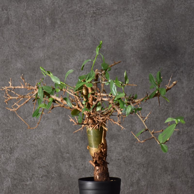 コミフォラ・ハベシニカ　発根済み現地株 コミフォラ・ハベシニカ 発根済み現地株 コミフォラ ハベシニカ