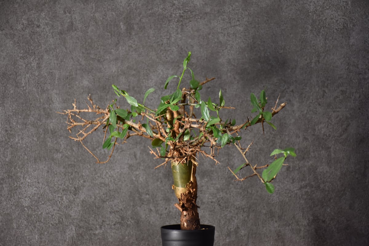 b*y様 コミフォラ クア 未発根 b*y様 コミフォラ クア 未発根 b*y様 コミフォラ クア 未発根 b*y様