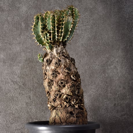 CATEGORY Euphorbia | BONDEX