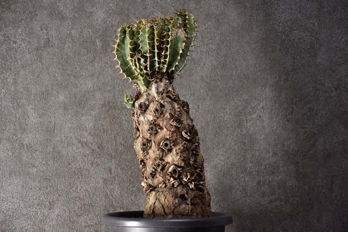 Euphorbia mlanjeana ユーフォルビア ムランジーナ 発根済現地株 #3 |