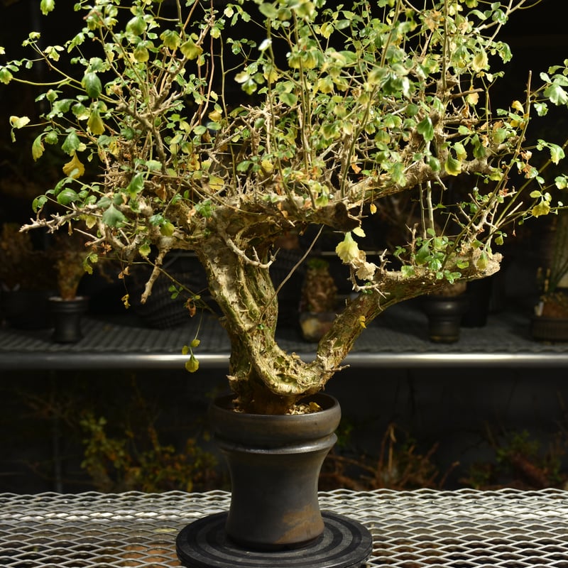 Commiphora campestris コミフォラ カンペストリス 発根済現地株 A11