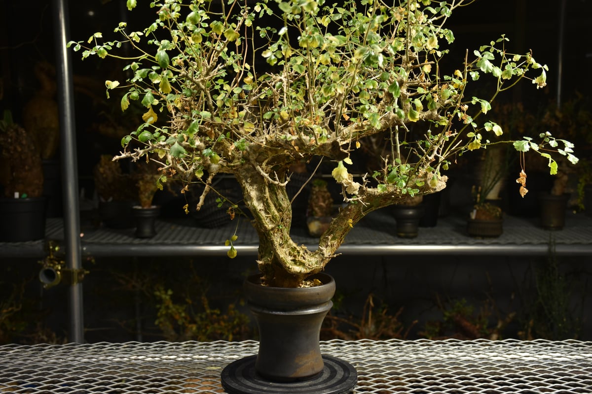 Commiphora campestris コミフォラ カンペストリス 発根済現地株 A11