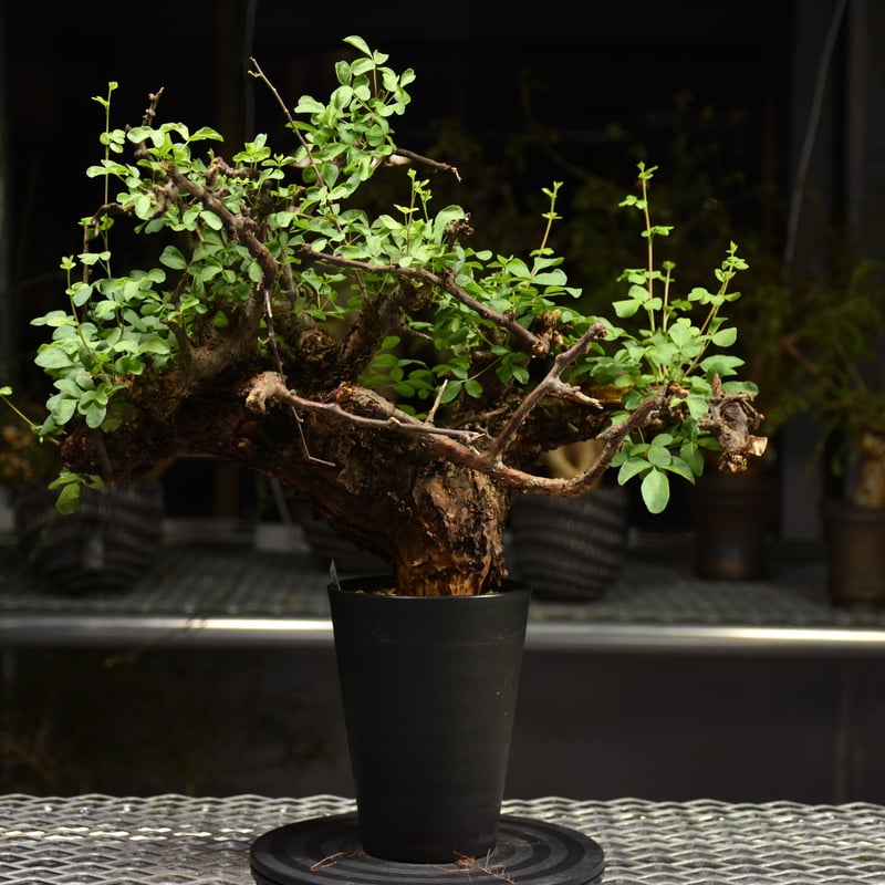 bon 25様　 コミフォラ　フンベルティ　現地球　発根済 bon 25様 コミフォラ フンベルティ 現地球 発根済 bon 25様