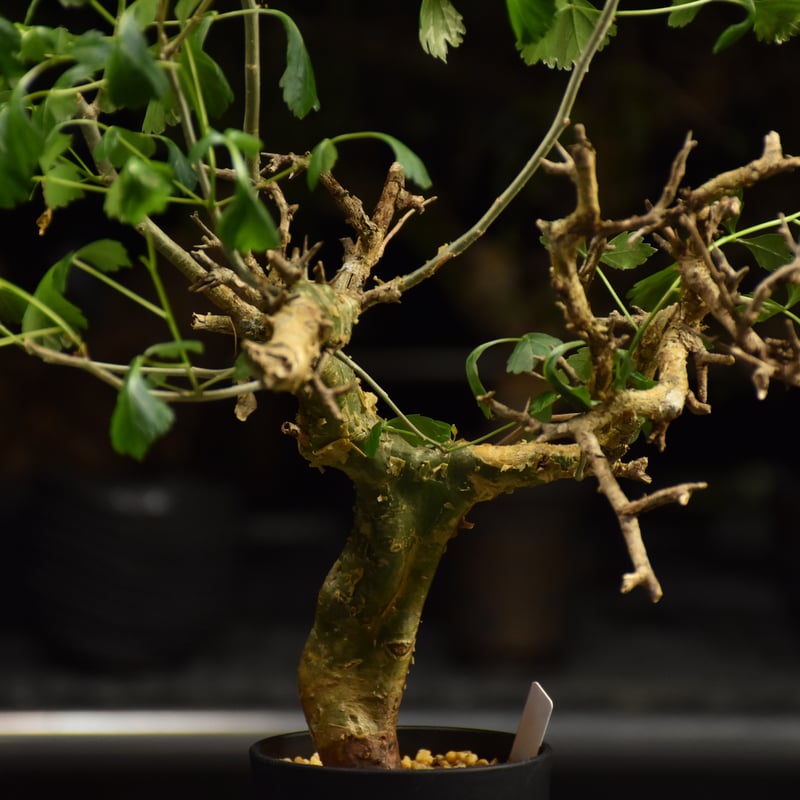 Commiphora campestris コミフォラ カンペストリス 発根済現地株