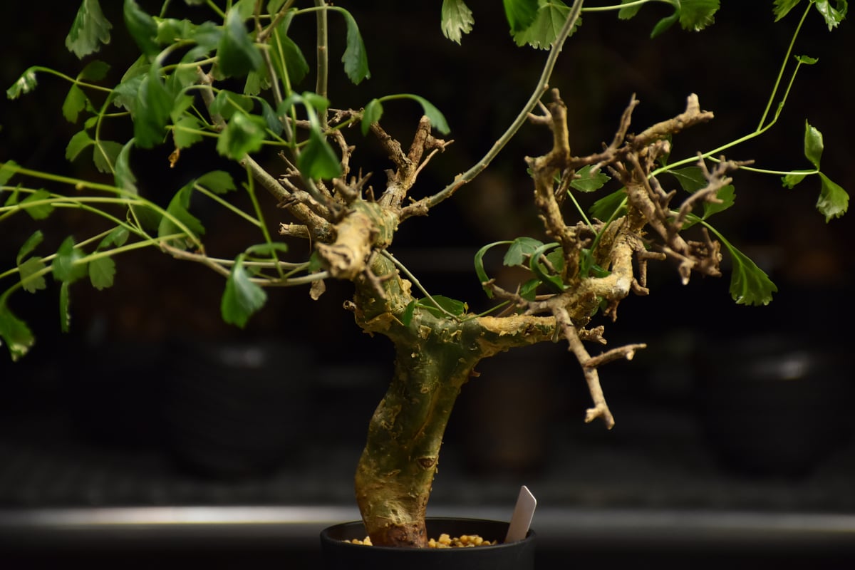 n*o様 特大 コミフォラ カンペストリス Commiphora Campest Commiphora campestris コミフォラ カンペストリス 発根済現地株