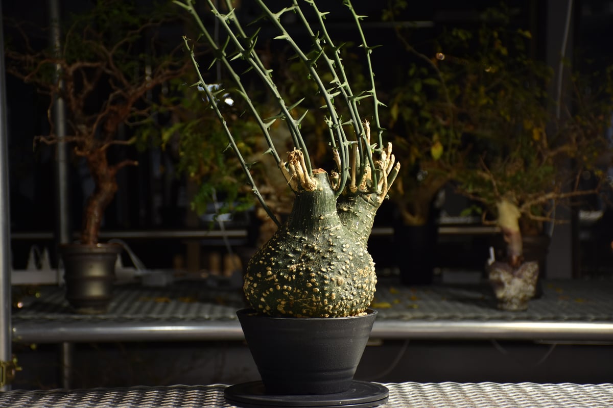 Adenia grobosa アデニア グロボーサ 発根済現地株 D28 | BONDEX