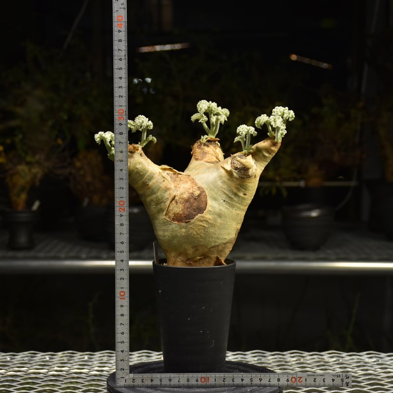 キフォステンマ　ウター？ 種子】キフォステンマ・ウター(Namibia) 10s-30s Cyphostemma