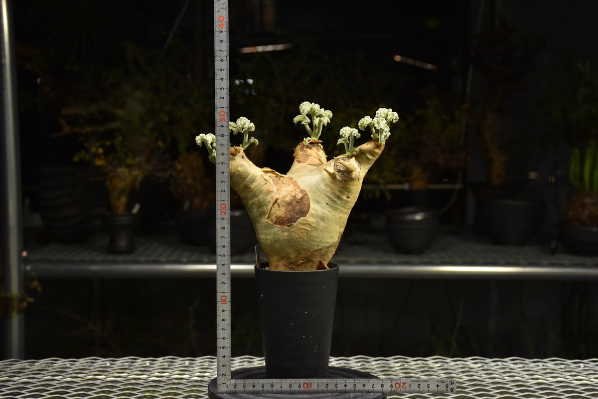 キフォステンマ　ウター？ キフォステンマ ウター マクロプス【産地アンゴラ】 by PNOG