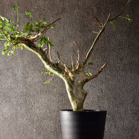 Commiphora campestris var. campestris コミフォラ カンペストリス 発根済現地株 #1