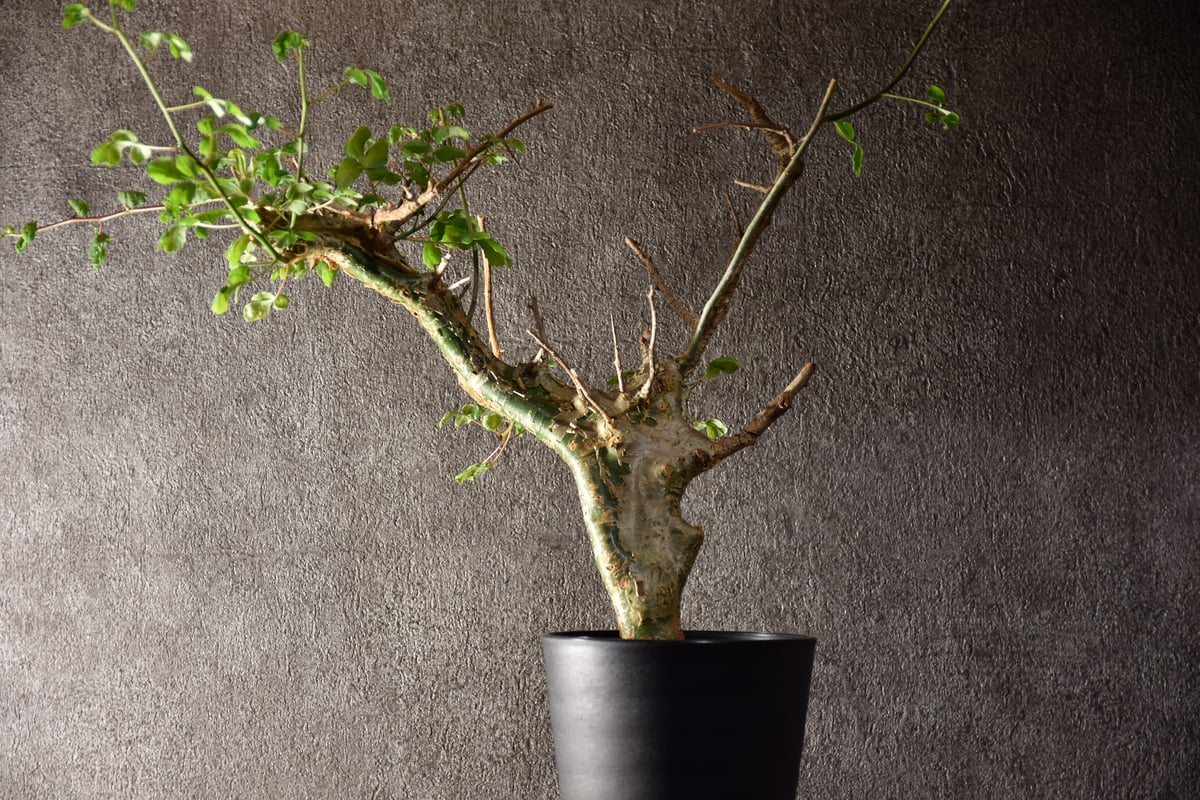 n*o様 特大 コミフォラ カンペストリス Commiphora Campest 特大 コミフォラ カンペストリス Commiphora Campestris