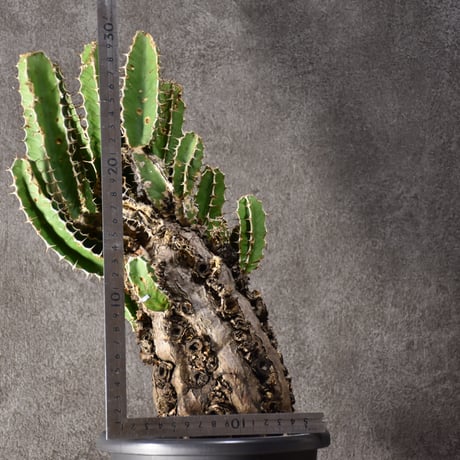 Euphorbia mlanjeana　ユーフォルビア ムランジーナ 発根済現地株 #8