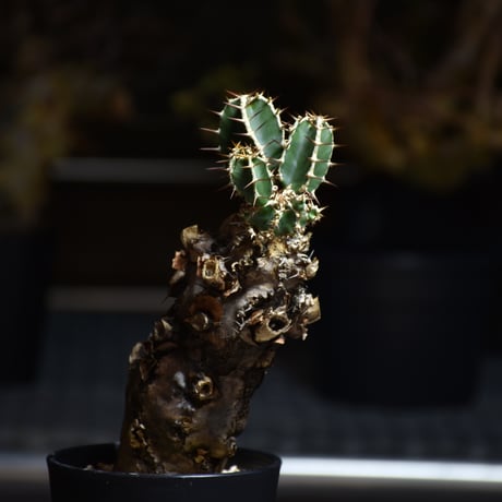 Euphorbia mlanjeana　ユーフォルビア ムランジーナ 発根済現地株 #14