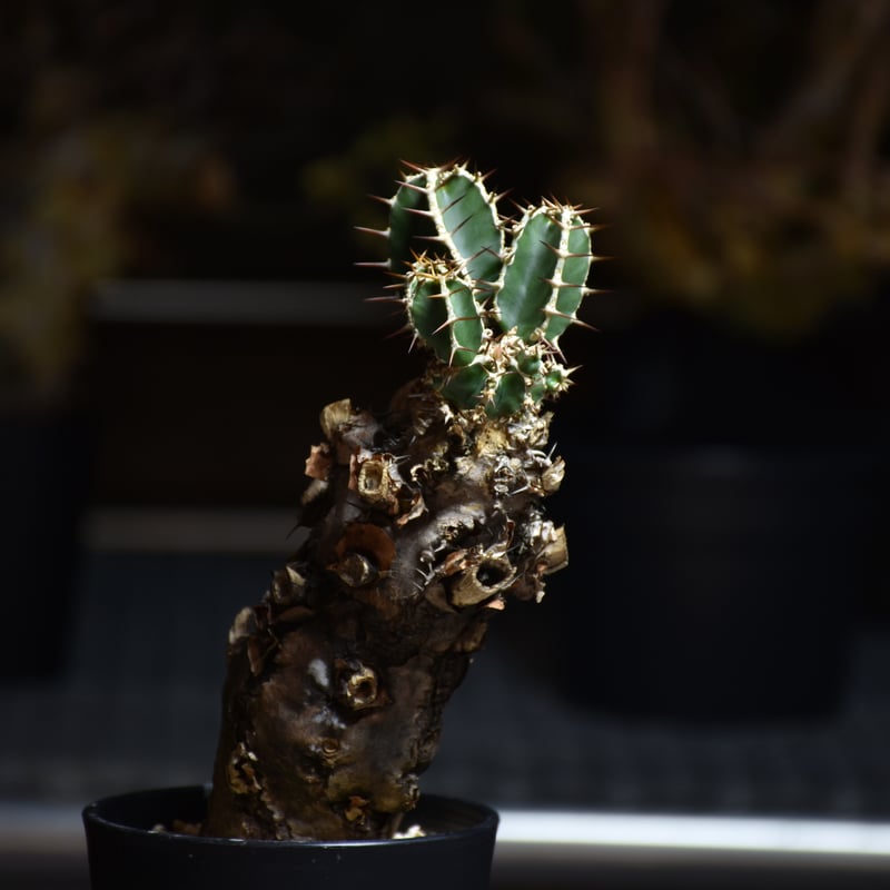 Euphorbia mlanjeana ユーフォルビア ムランジーナ 発根済現地株 Euphorbia mlanjeana ユーフォルビア ムランジーナ 発根済現地株