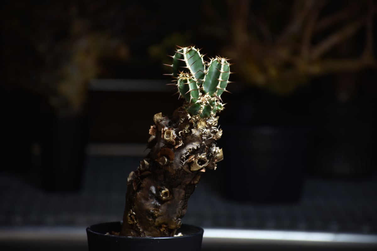 北*6様 ユーフォルビア ムランジーナ 現地球 大株 輸入即出品 20EM 北*6様 ユーフォルビア ムランジーナ 現地球 大株 輸入即出品 20EM