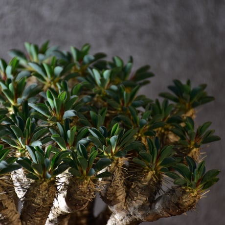 Euphorbia guillauminiana　ユーフォルビア ギラウミニアナ　発根済現地株 #3