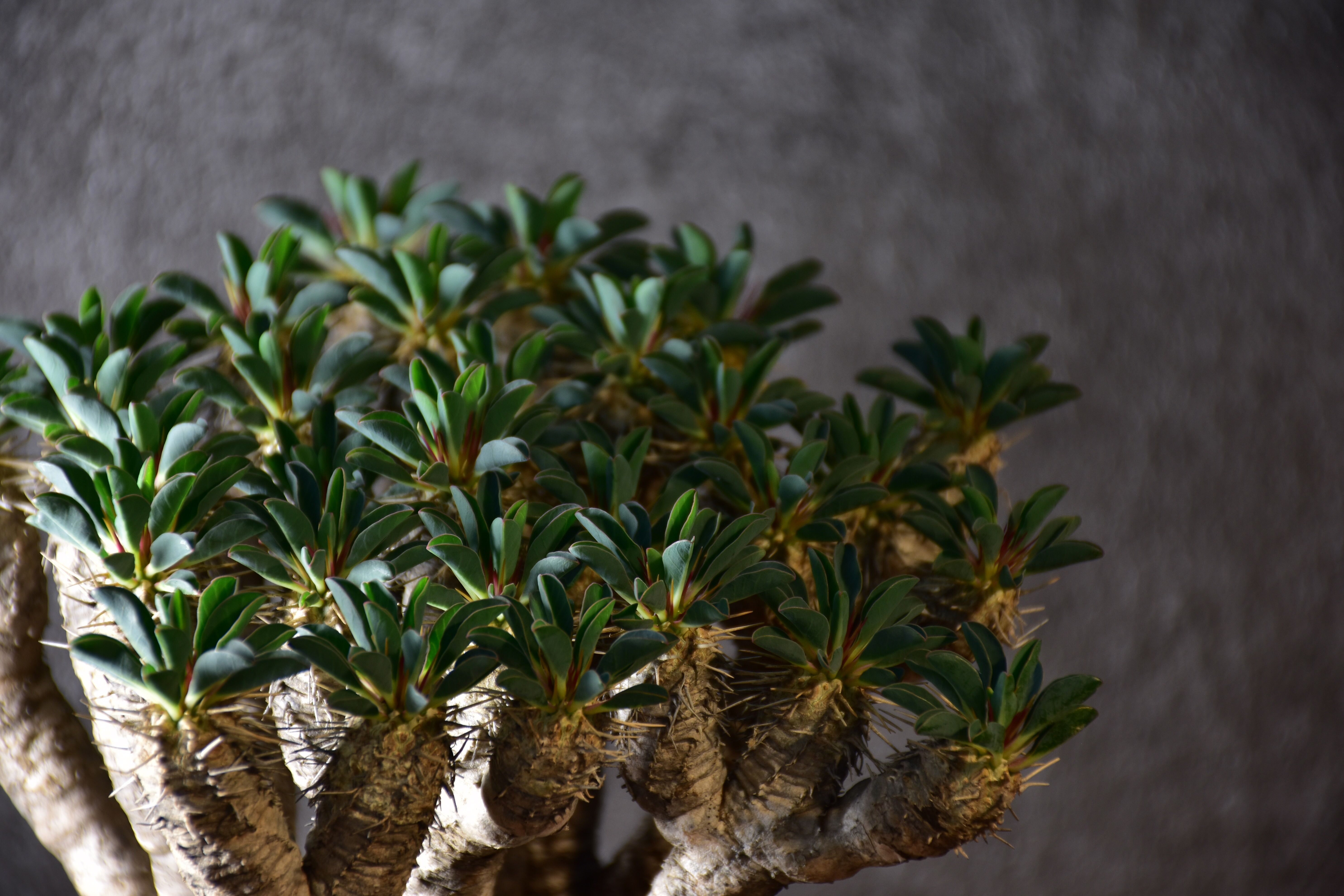 Euphorbia guillauminiana ユーフォルビア ギラウミニアナ 発根済現地株