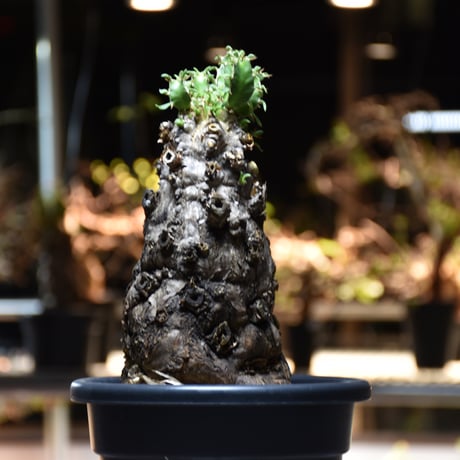 Euphorbia mlanjeana　ユーフォルビア ムランジーナ 発根済現地株 #10