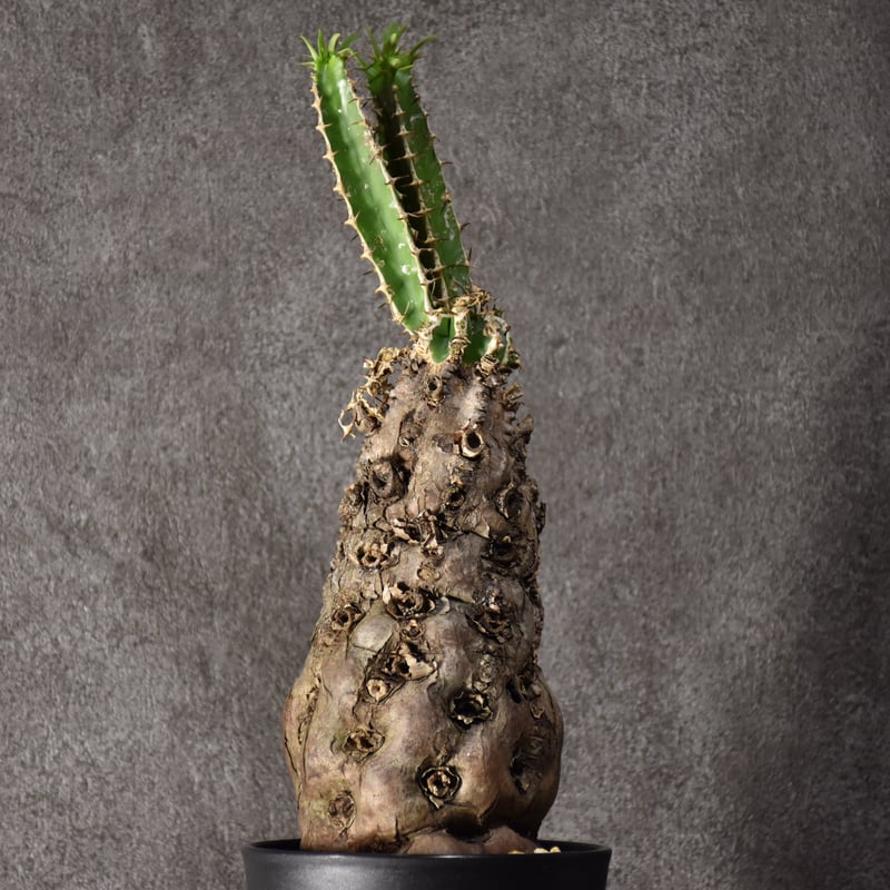 Euphorbia mlanjeana ユーフォルビア ムランジーナ 発根済現地株 #7 |